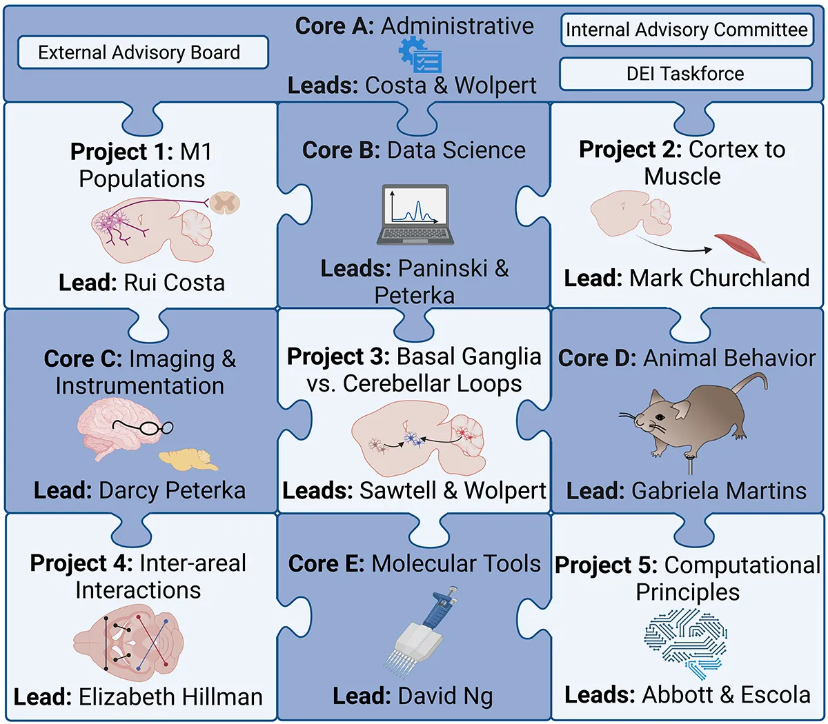 Organizational chart for the U19 "Computational and circuit mechanisms of motor learning"