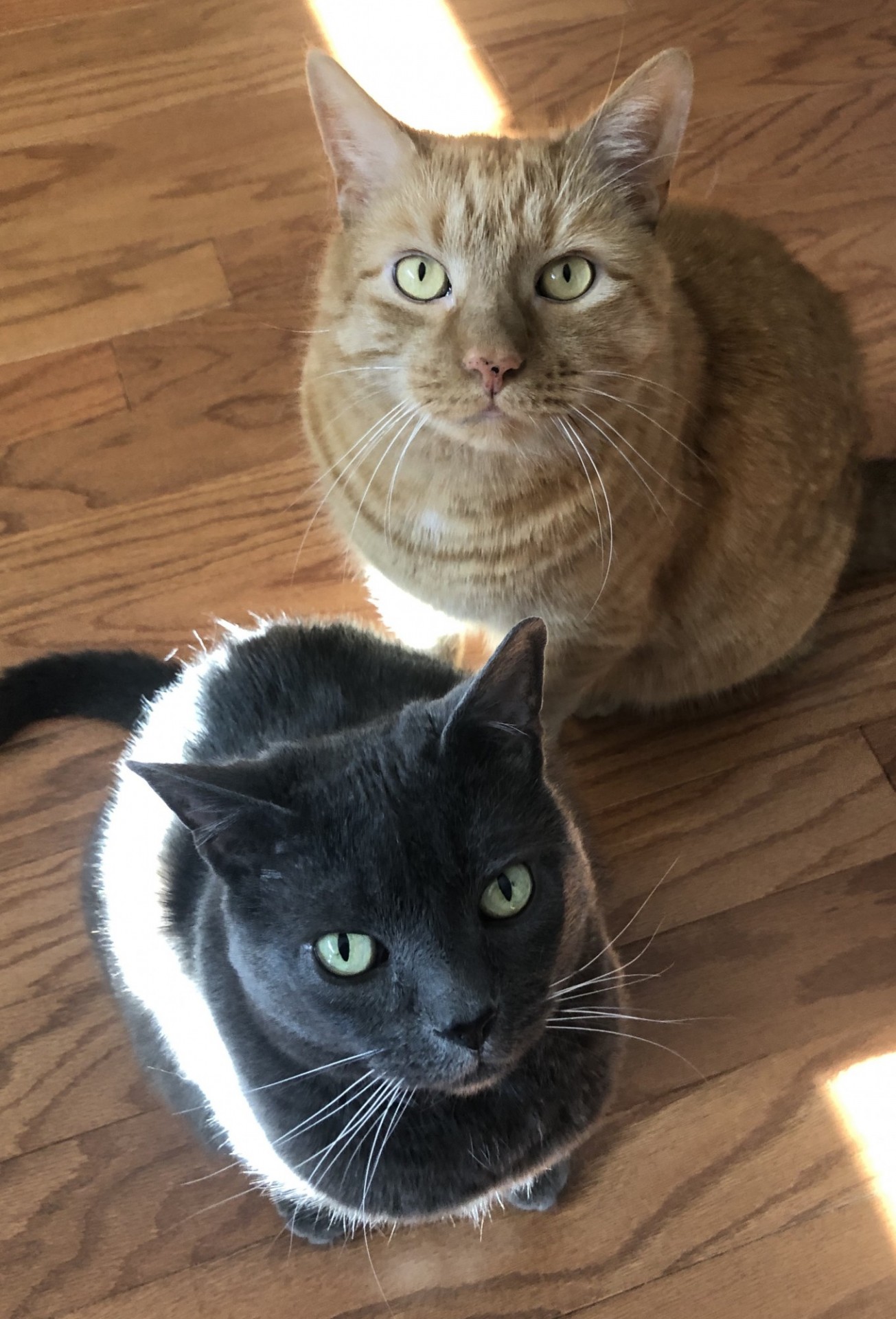 Pre-Award and Research Development Team Pets Photo of Squirt and D. Andre