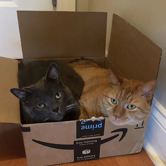 Picture of cats: Squirt and D. Andre