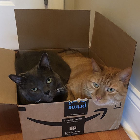 Picture of cats: Squirt and D. Andre
